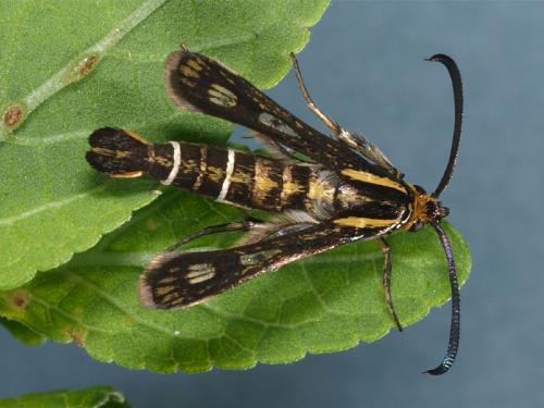 Chamaesphecia sp.