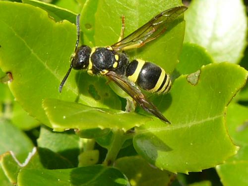 Ancistrocerus sp.