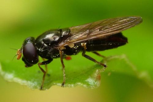 Réf. 47 222 : Cheilosia pagana