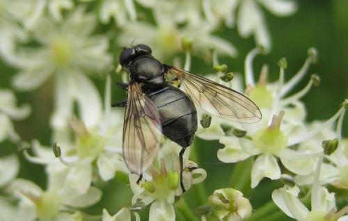 Réf. 47 360 : Cheilosia sp.