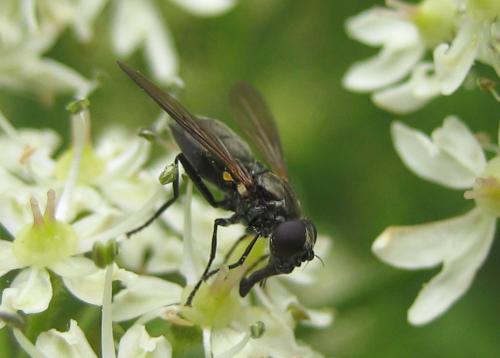 Cheilosia sp.