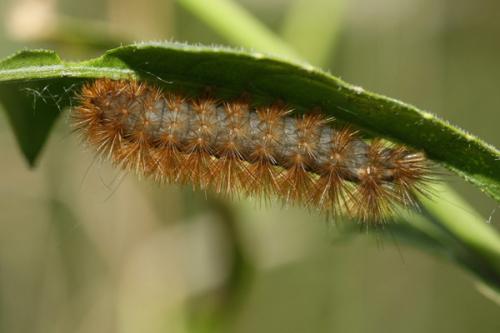 Diaphora mendica