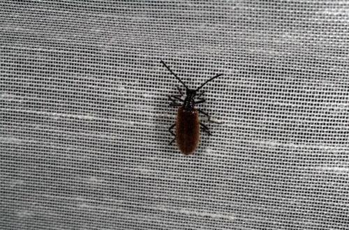 Lagria sp.