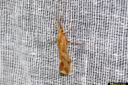 Réf. 47 926 : Limnephilus lunatus
