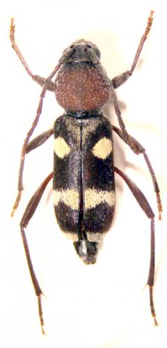 Chlorophorus amoenus