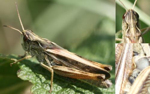 Réf. 47 432 : Stauroderus scalaris scalaris