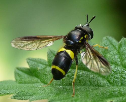 Réf. 47 335 : Chrysotoxum bicinctum