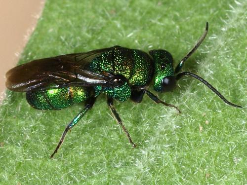 Réf. 47 787 : Holopyga sp.