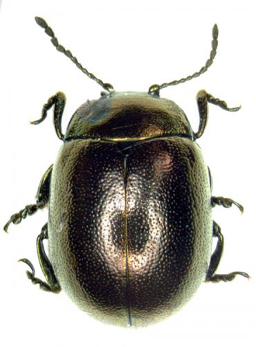 Réf. 47 422 : Chrysolina varians