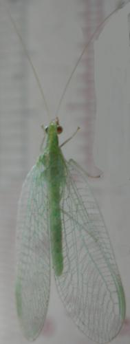 Chrysoperla sp.