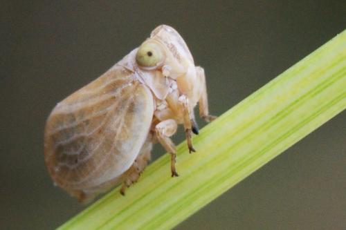 Agalmatium sp.