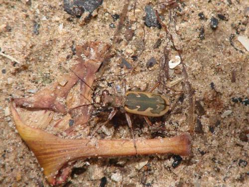 Myriochila dumolinii