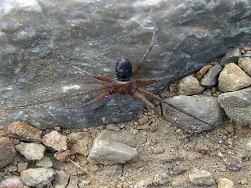 Philodromus sp.