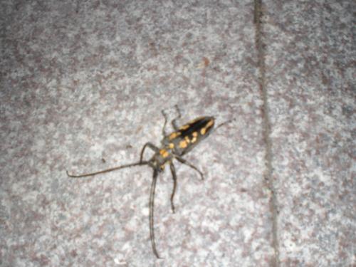 Batocera horsfieldi