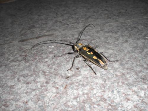 Réf. 47 765 : Batocera horsfieldi