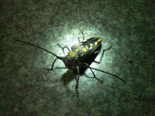 Réf. 47 764 : Batocera horsfieldi