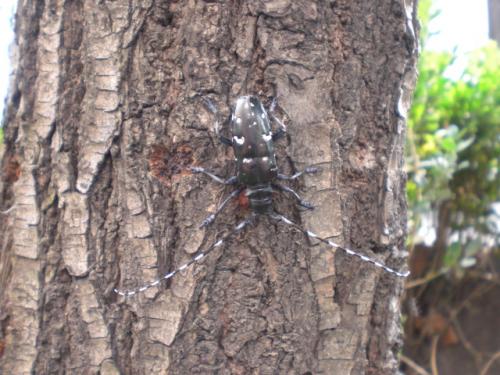 Réf. 47 814 : Anoplophora glabripennis