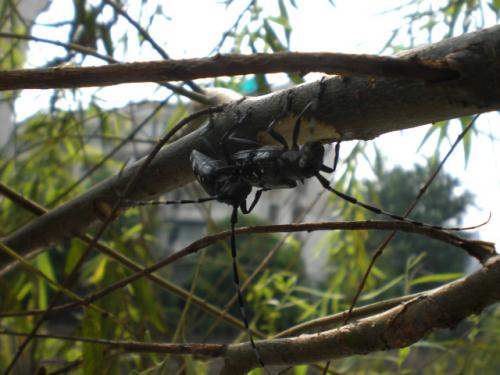 Réf. 47 815 : Anoplophora glabripennis