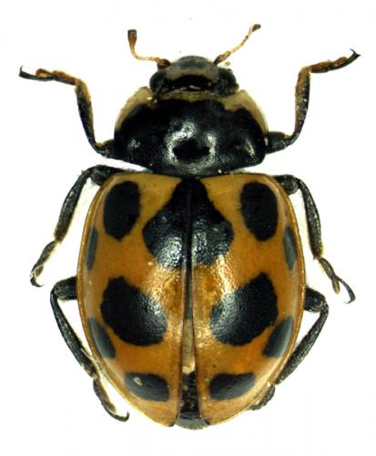Réf. 47 151 : Ceratomegilla notata