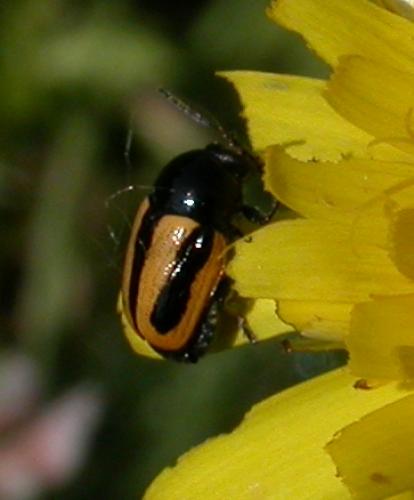 Cryptocephalus vittatus