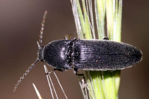 Melanotus tenebrosus