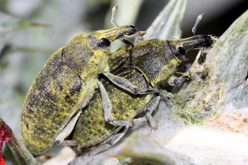 Larinus cynarae
