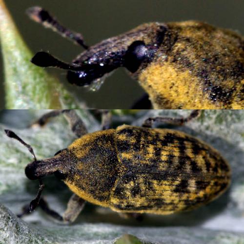 Larinus scolymi