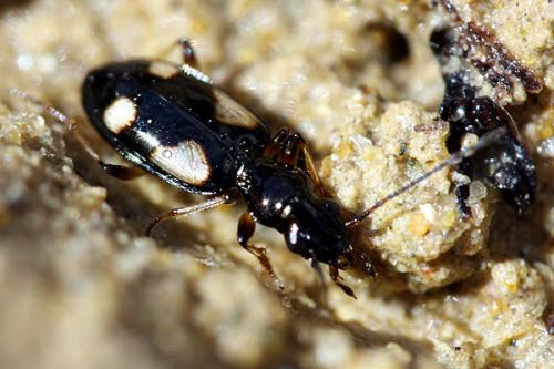 Bembidion genei hispaniae