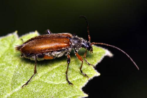 Cortodera humeralis