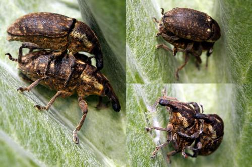 Larinus pollinis