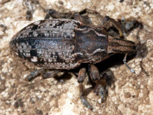 Leucophyes occidentalis