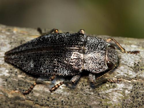 Réf. 47 930 : Dicerca aenea