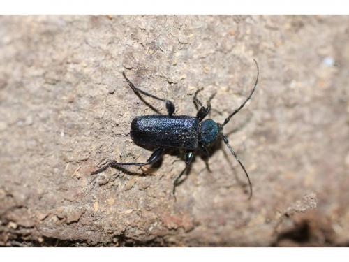 Réf. 47 457 : Callidium violaceum