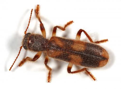 Opilo domesticus