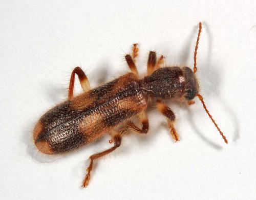 Opilo domesticus