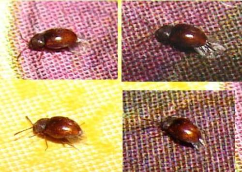 Atomaria sp.
