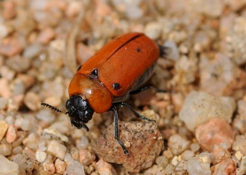 Tituboea sexmaculata