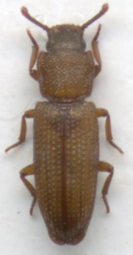 Pycnomerus terebrans