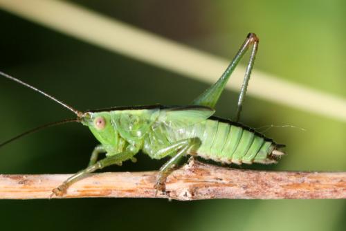 Réf. 47 409 : Conocephalus sp.