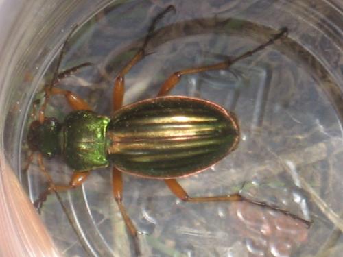 Carabus auratus