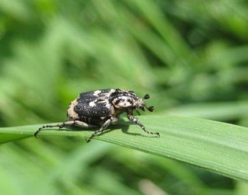 Valgus hemipterus