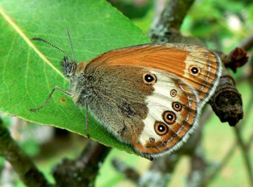 Réf. 47 355 : Coenonympha arcania
