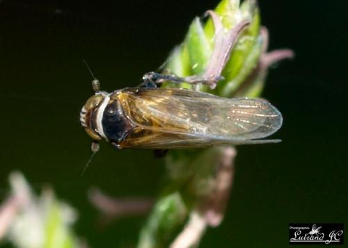 Criomorphus albomarginatus