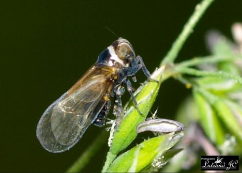 Criomorphus albomarginatus