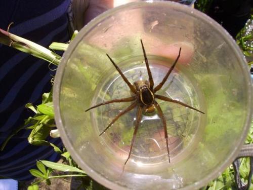 Dolomedes sp.