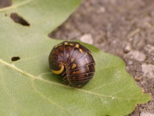 Glomeris klugii