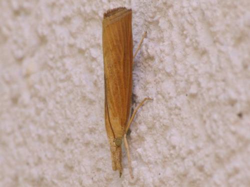 Réf. 47 346 : Pediasia luteella