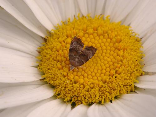 Choreutis nemorana
