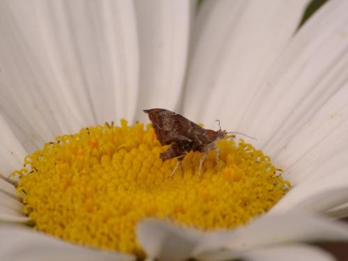 Choreutis nemorana
