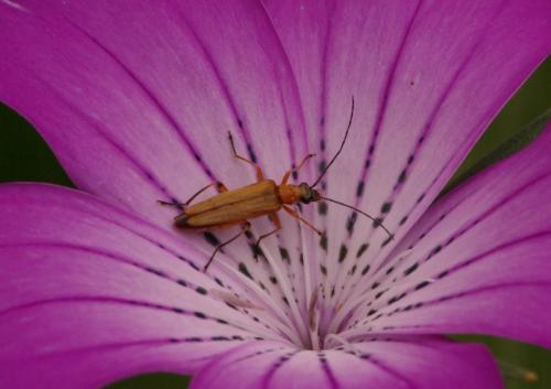 Oedemera podagrariae